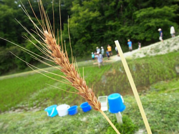 草取り② (8)
