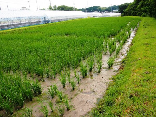 2016-06-24 田んぼ観察 (5)