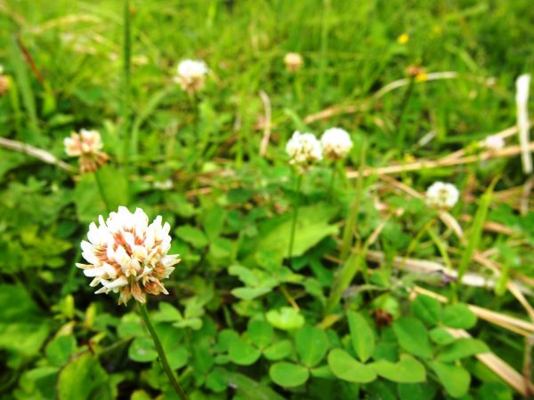 草取り② (4)