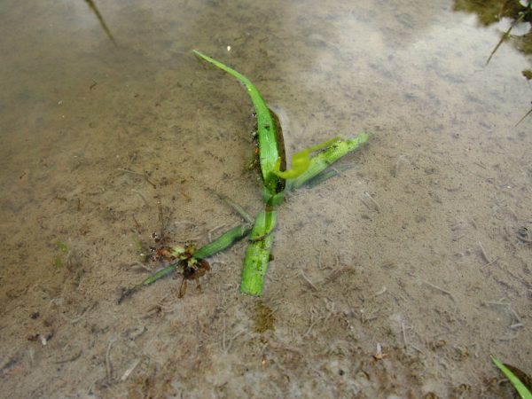 草取り② (9)