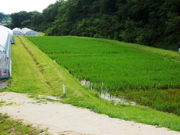 2016-06-24 田んぼ観察 (2)