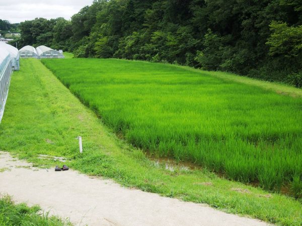 2016-07-15 田んぼ穂肥