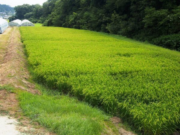 2016-08-14 田んぼ観察