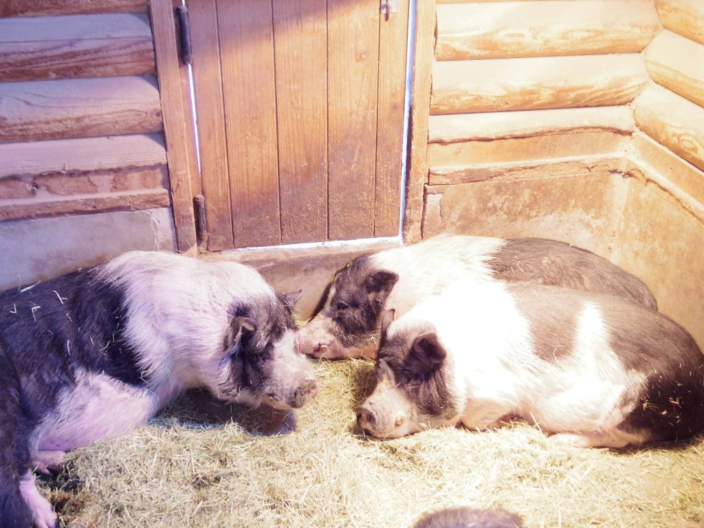 IMGP5237