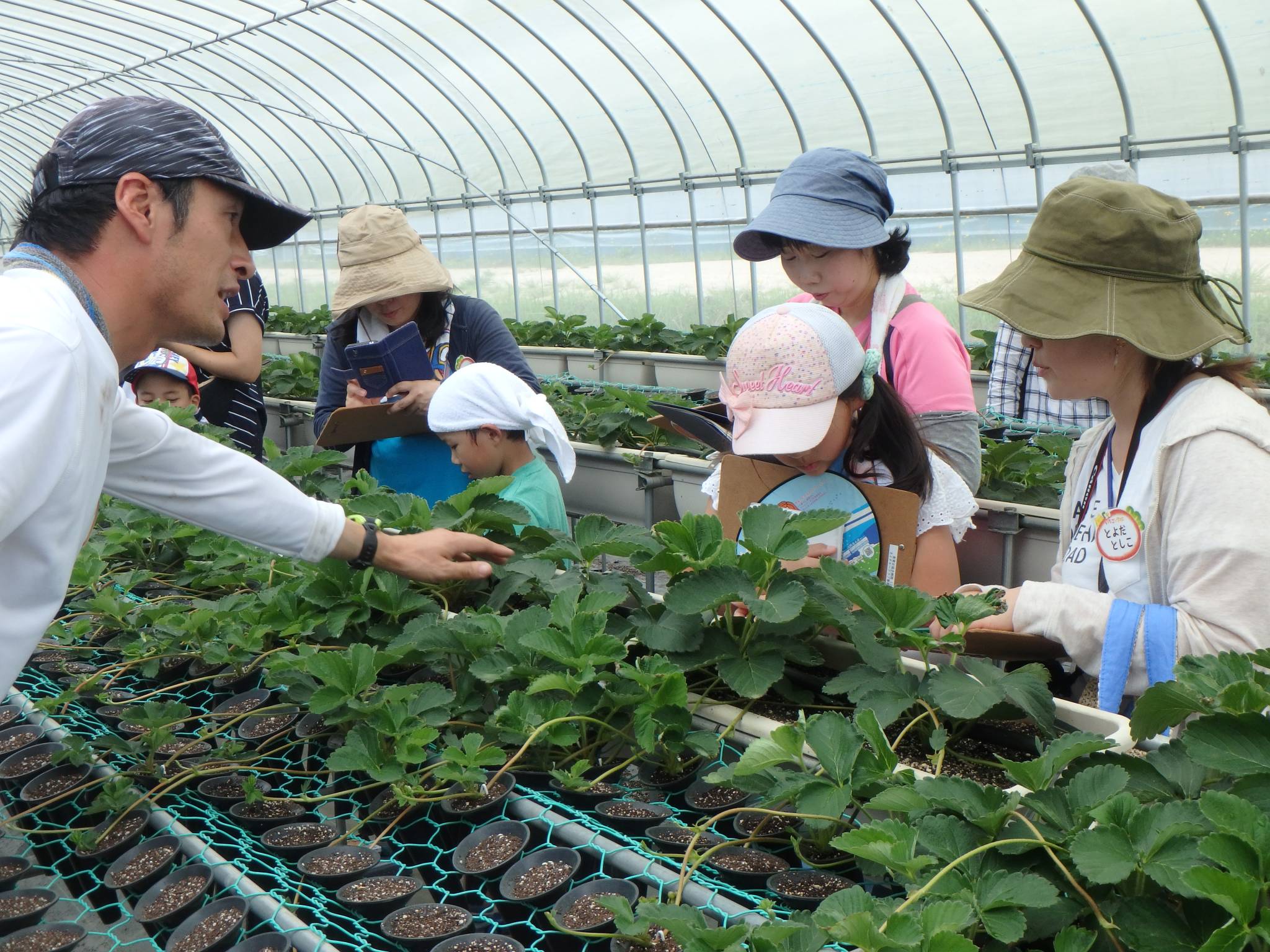 伊賀の里モクモク手づくりファーム モクモクだより いちごの学校 採苗を頑張りました