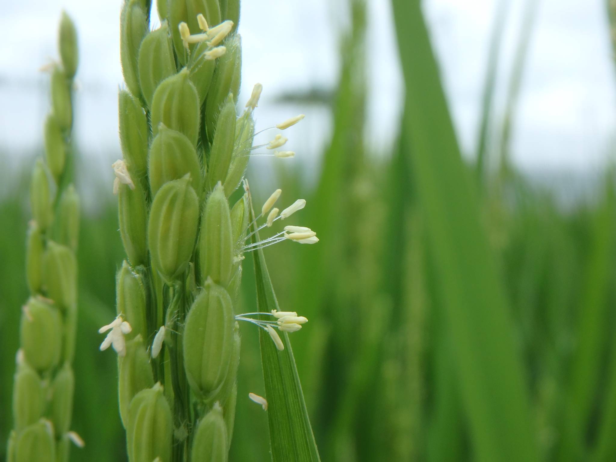 互花米草_黄河三角洲滨海湿地生物多样性信息系统